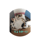 あやめとよつは（個別スタンプ：6）