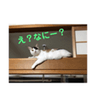 あやめとよつは（個別スタンプ：8）