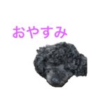 黒トイプードル ちろ のスタンプ（個別スタンプ：2）