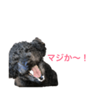 黒トイプードル ちろ のスタンプ（個別スタンプ：9）