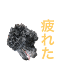 黒トイプードル ちろ のスタンプ（個別スタンプ：15）