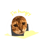 ベンガルのMくん（個別スタンプ：5）