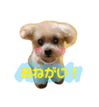 伊藤家の愛犬ぺこちゃんスタンプ（個別スタンプ：4）