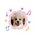 コーギーひまちゃんスタンプ（個別スタンプ：1）