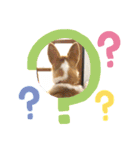 コーギーひまちゃんスタンプ（個別スタンプ：3）