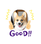 コーギーひまちゃんスタンプ（個別スタンプ：4）