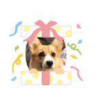 コーギーひまちゃんスタンプ（個別スタンプ：6）