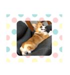 コーギーひまちゃんスタンプ（個別スタンプ：21）