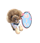 トイプードルCherieスタンプ（個別スタンプ：1）