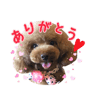 トイプードルCherieスタンプ（個別スタンプ：2）