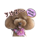 トイプードルCherieスタンプ（個別スタンプ：3）