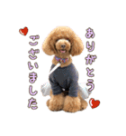 トイプードルCherieスタンプ（個別スタンプ：4）