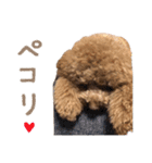 トイプードルCherieスタンプ（個別スタンプ：5）