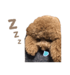 トイプードルCherieスタンプ（個別スタンプ：6）
