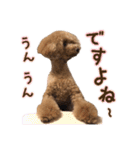 トイプードルCherieスタンプ（個別スタンプ：7）