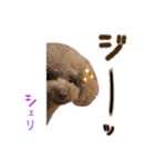 トイプードルCherieスタンプ（個別スタンプ：9）