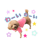 トイプードルCherieスタンプ（個別スタンプ：10）