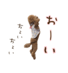 トイプードルCherieスタンプ（個別スタンプ：11）
