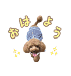 トイプードルCherieスタンプ（個別スタンプ：13）