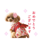 トイプードルCherieスタンプ（個別スタンプ：16）