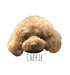 トイプードルCherieスタンプ（個別スタンプ：20）