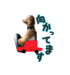 トイプードルCherieスタンプ（個別スタンプ：23）