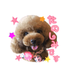 トイプードルCherieスタンプ（個別スタンプ：24）