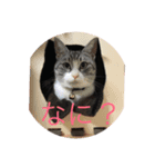 もかことここ（個別スタンプ：6）