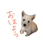 こたろった（小太郎とロッタ）（個別スタンプ：2）