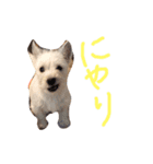 こたろった（小太郎とロッタ）（個別スタンプ：4）
