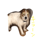 こたろった（小太郎とロッタ）（個別スタンプ：6）