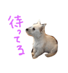 こたろった（小太郎とロッタ）（個別スタンプ：10）