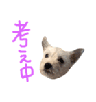 こたろった（小太郎とロッタ）（個別スタンプ：12）