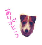 こたろった（小太郎とロッタ）（個別スタンプ：15）