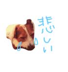 こたろった（小太郎とロッタ）（個別スタンプ：16）