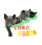チョコ兄妹byオハナビーズ（個別スタンプ：5）