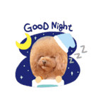 トイプードルの叶愛くん（個別スタンプ：3）