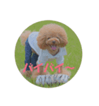 トイプードルの叶愛くん（個別スタンプ：14）