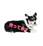 黒コーギー犬のアイル君（個別スタンプ：1）