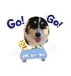 黒コーギー犬のアイル君（個別スタンプ：2）