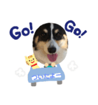 黒コーギー犬のアイル君（個別スタンプ：3）