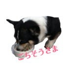 黒コーギー犬のアイル君（個別スタンプ：4）