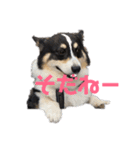 黒コーギー犬のアイル君（個別スタンプ：7）