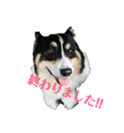 黒コーギー犬のアイル君（個別スタンプ：8）