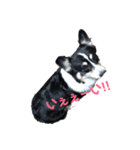 黒コーギー犬のアイル君（個別スタンプ：9）
