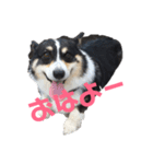 黒コーギー犬のアイル君（個別スタンプ：10）