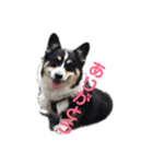 黒コーギー犬のアイル君（個別スタンプ：11）