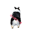 黒コーギー犬のアイル君（個別スタンプ：12）