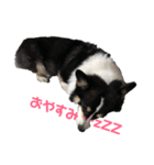 黒コーギー犬のアイル君（個別スタンプ：13）