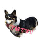 黒コーギー犬のアイル君（個別スタンプ：14）